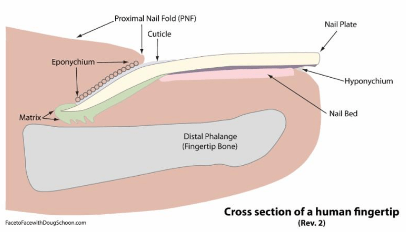 Cuticle